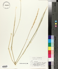 Spartina spartinae image