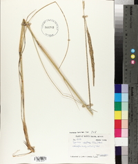 Spartina spartinae image