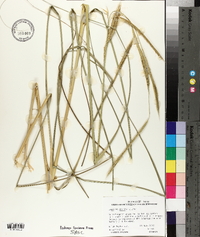 Spartina pectinata image