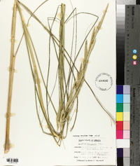 Spartina pectinata image