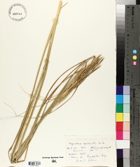 Spartina pectinata image