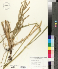 Spartina pectinata image