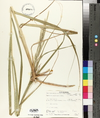 Spartina pectinata image