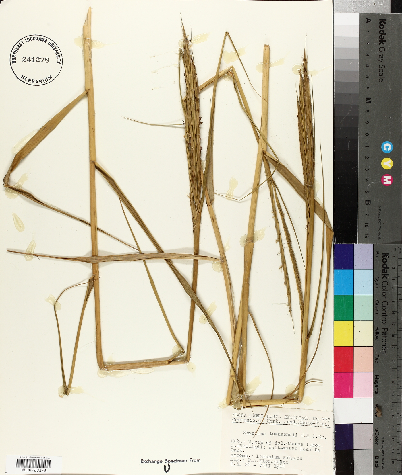 Spartina townsendii image