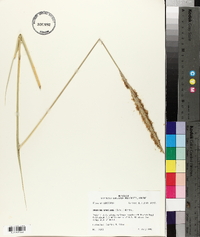 Spartina spartinae image