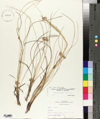 Spartina spartinae image