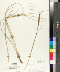 Spartina spartinae image