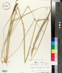 Spartina spartinae image