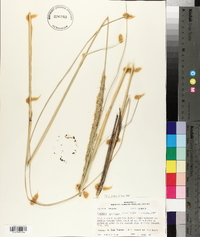 Spartina spartinae image