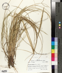 Spartina spartinae image