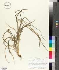 Sphenopholis longiflora image