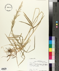 Sphenopholis longiflora image