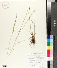 Sphenopholis intermedia image