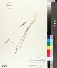 Sphenopholis filiformis image