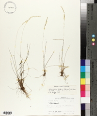 Sphenopholis filiformis image