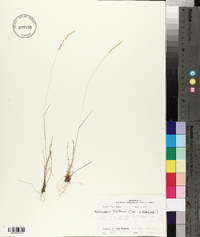 Sphenopholis filiformis image