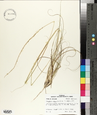 Sporobolus indicus image