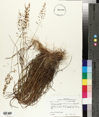 Sporobolus junceus image