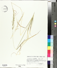 Sphenopholis intermedia image