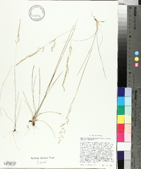 Sphenopholis filiformis image