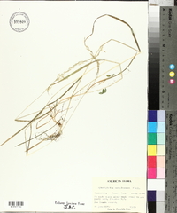 Sphenopholis pensylvanica image