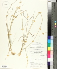 Sporobolus compositus var. macer image