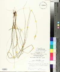 Sporobolus compositus var. macer image