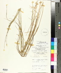 Sporobolus compositus var. drummondii image