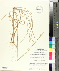 Sporobolus clandestinus image