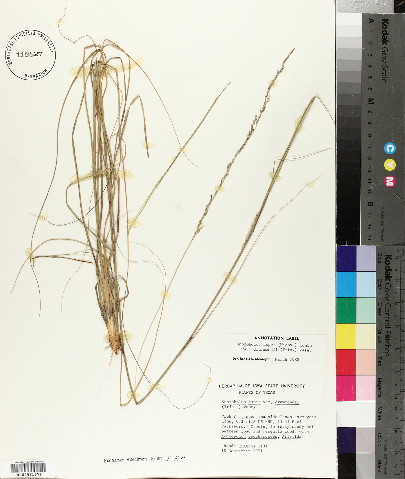 Sporobolus compositus var. drummondii image