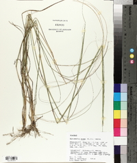 Sporobolus compositus image