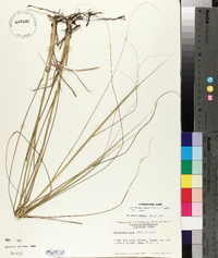 Sporobolus compositus image