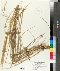 Stipa nevadensis image