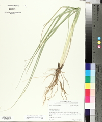 Sporobolus indicus image