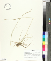 Sporobolus indicus image