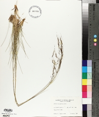 Stipa richardsonii image