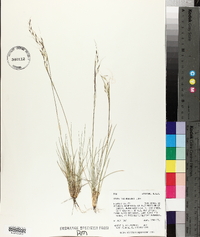 Stipa richardsonii image