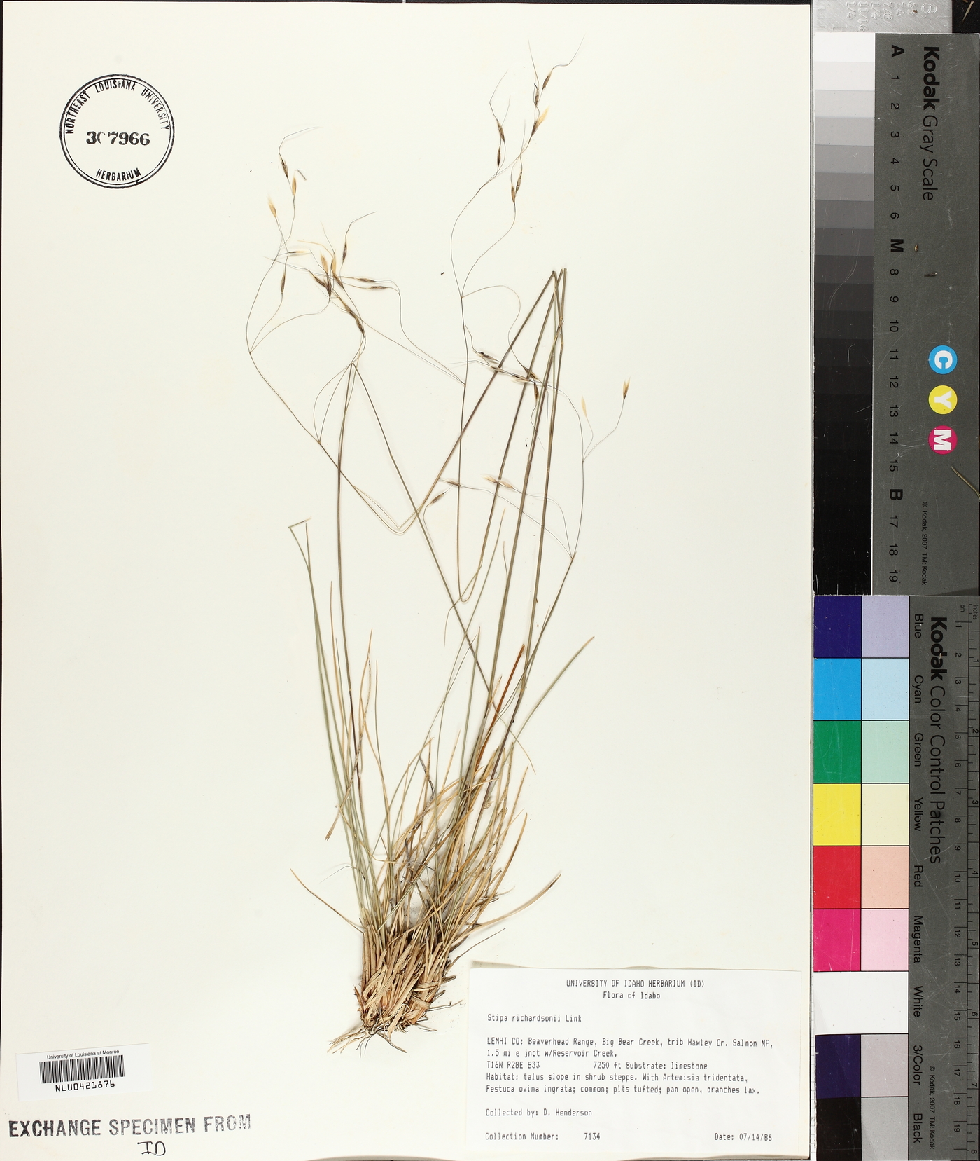 Stipa richardsonii image