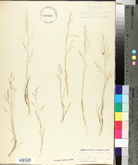 Muhlenbergia uniflora image