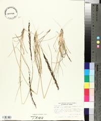 Sporobolus purpurascens image