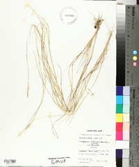 Sporobolus vaginiflorus image