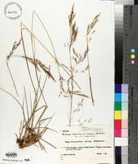 Image of Stipa megapotamica