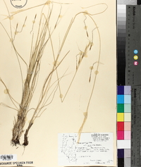 Stipa curtiseta image