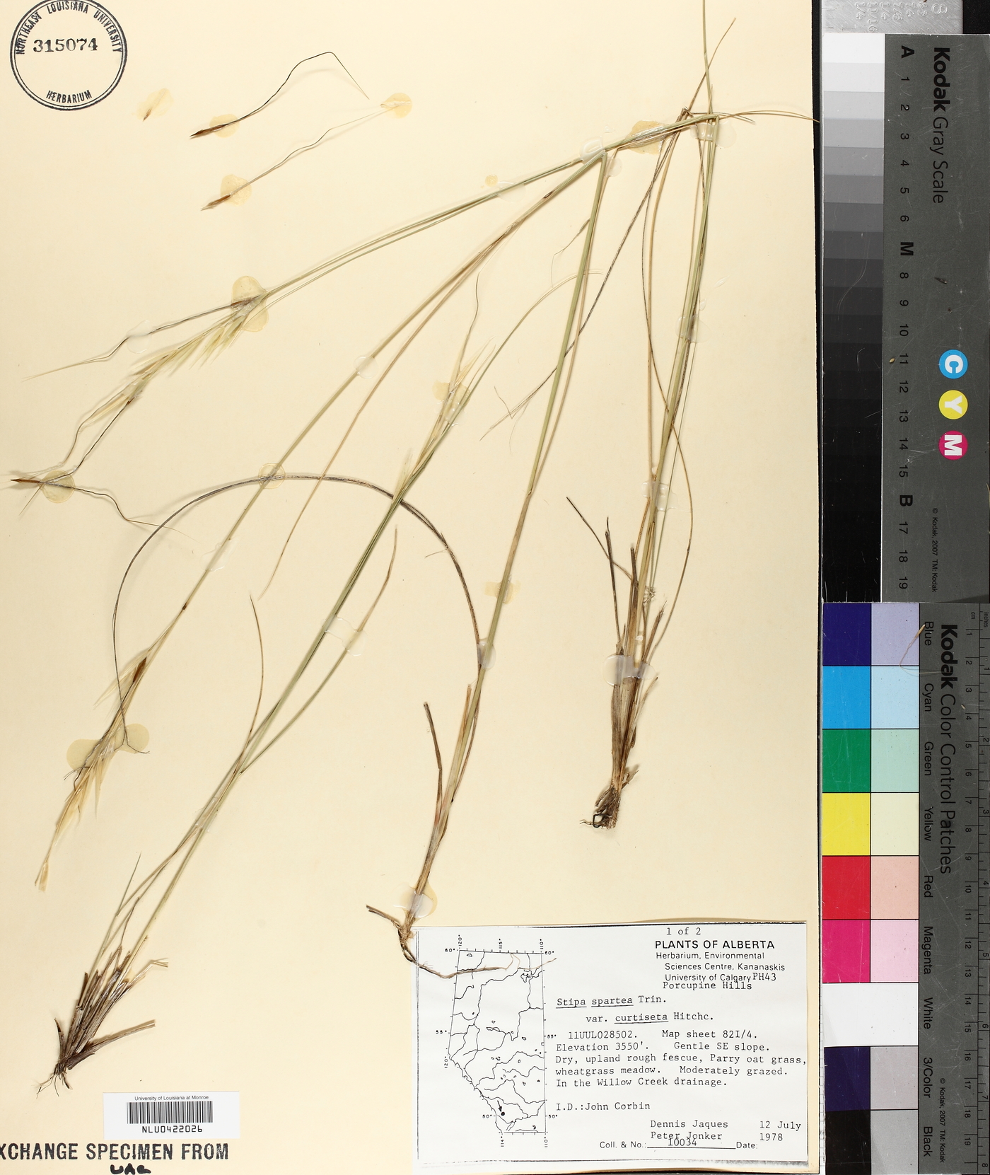 Stipa curtiseta image