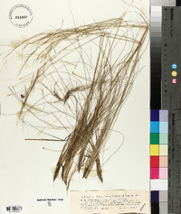 Stipa juncea image