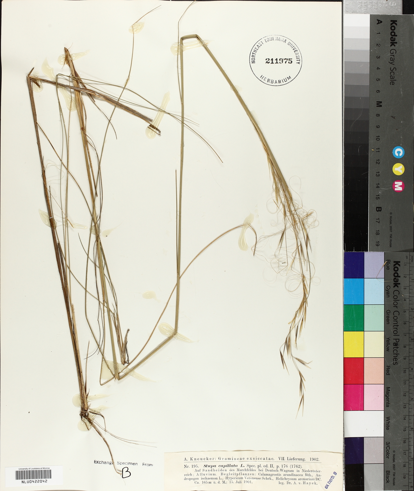 Stipa capillata image