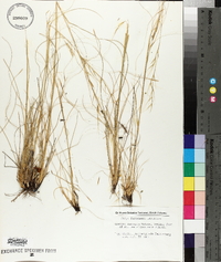 Image of Stipa fontanesii