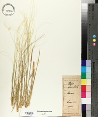 Stipa pennata image