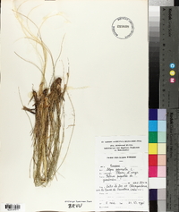 Stipa pennata image