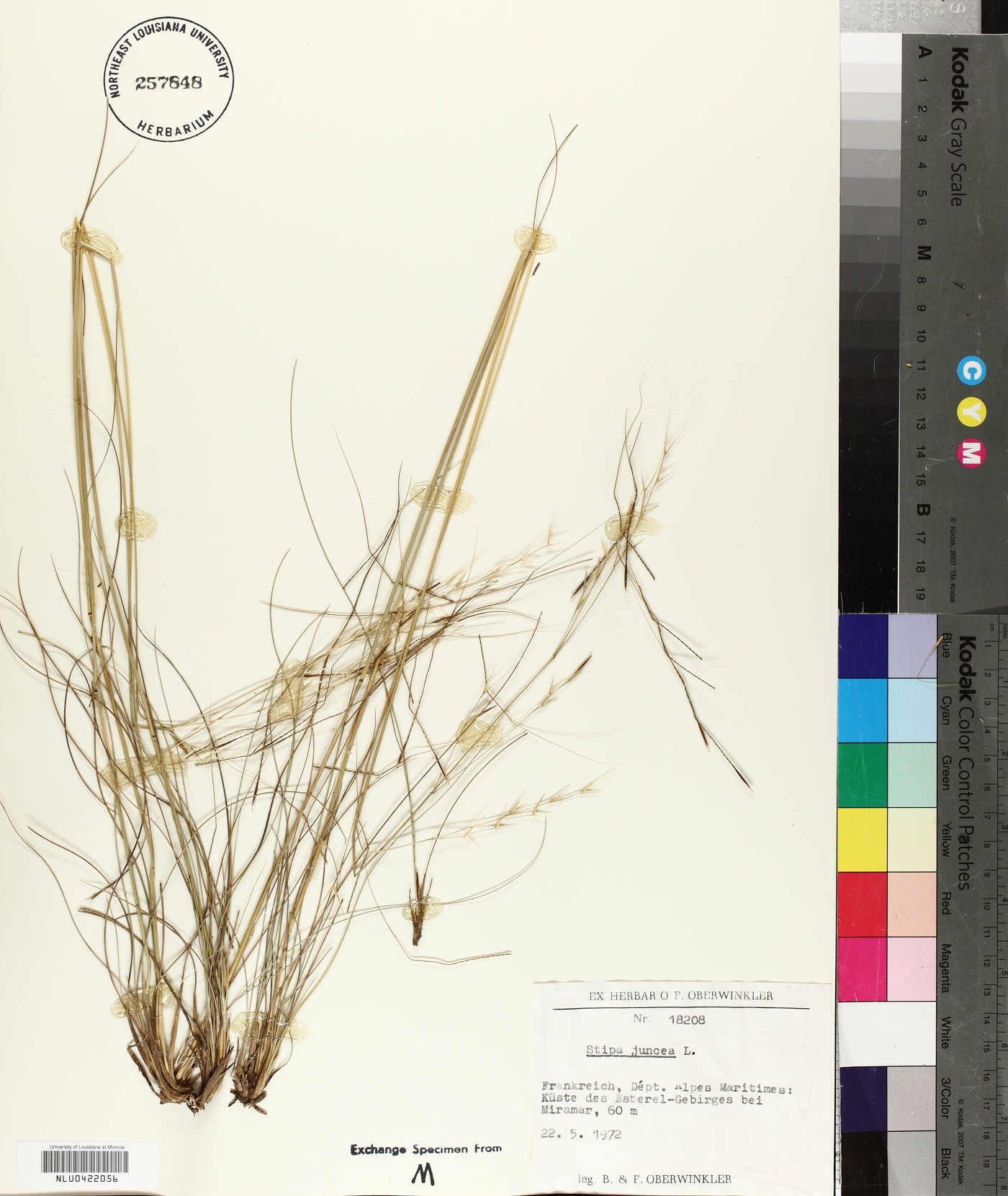 Stipa juncea image